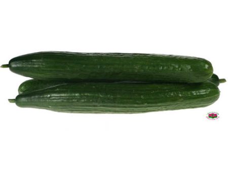 Organic CUCUMBER Supply