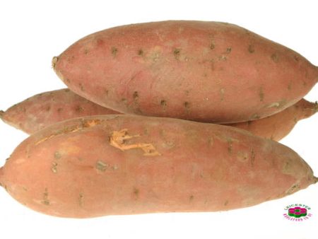 Organic SWEET POTATO Supply