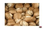 Organic MUSHROOM  BROWN Online