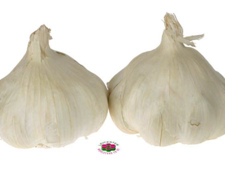 Organic GARLIC Cheap