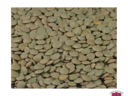 Green Lentils Dried ORGANIC Hot on Sale