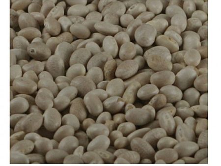 Haricot Beans ORGANIC Supply