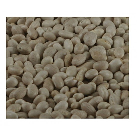 Haricot Beans ORGANIC Supply