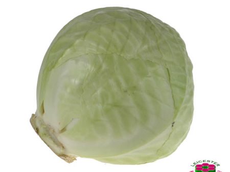 Organic CABBAGE WHITE Supply