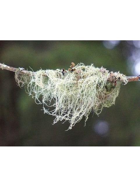 Usnea, Wildcrafted 1oz Supply